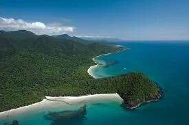 Daintree rainforest — tree8