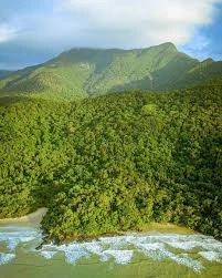 Daintree rainforest — tree4