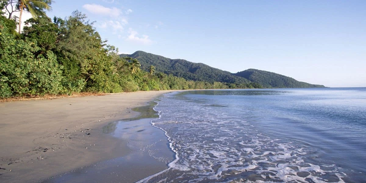 Daintree rainforest — tree11