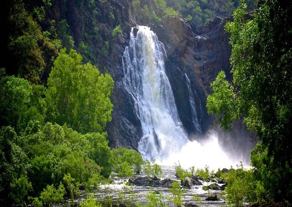 Daintree rainforest — tree1