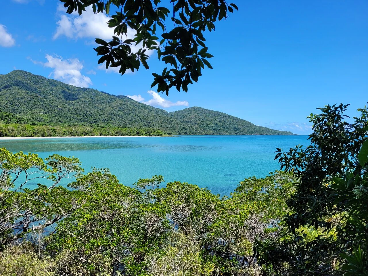 Daintree rainforest — tree15